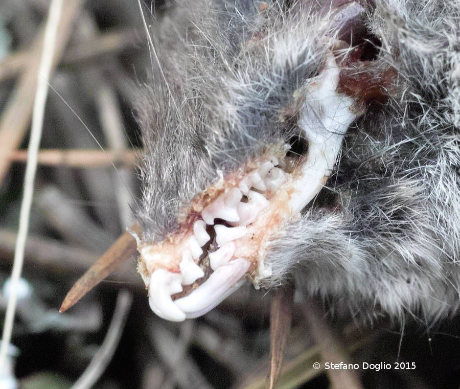 Crocidura 